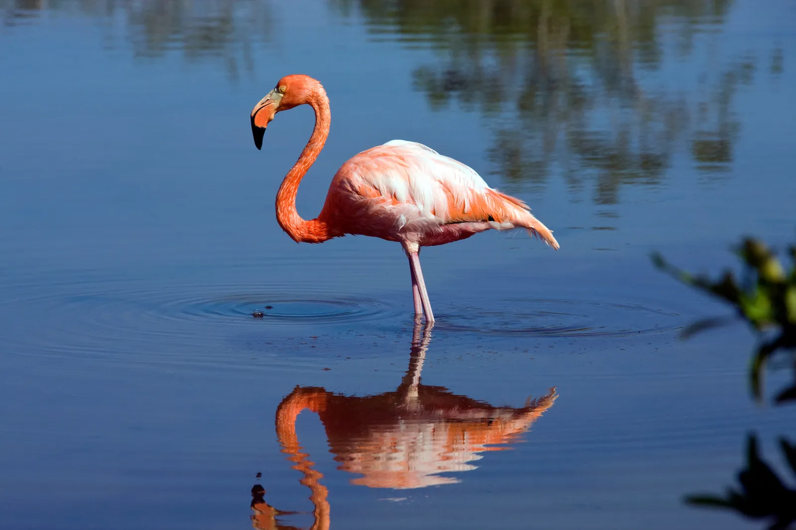 Flamingos on Isabela, Galápagos