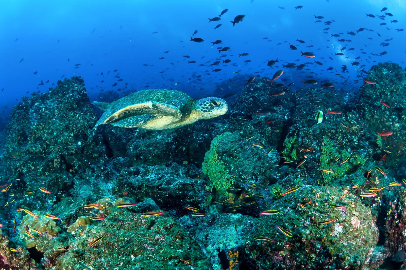 Las Grietas, Santa Cruz, Galápagos